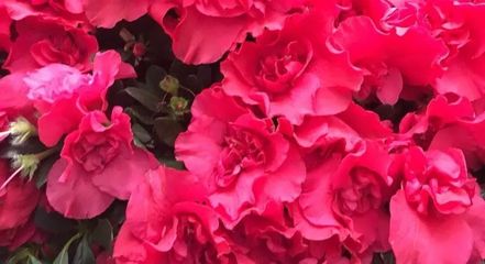 陽春三月藝術盛宴 世紀傳承2018年3月25日藝術品拍賣會暨文化節征集中